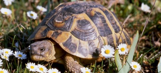 Le village des tortues de Gonfaron