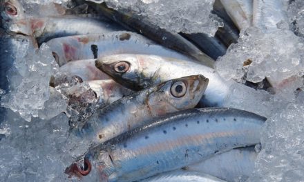 LES SARDINES FARCIES A LA NICOISE