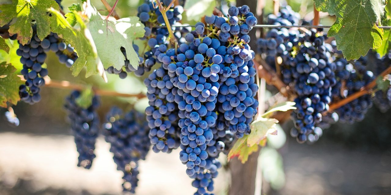 Voyage dans les vendanges