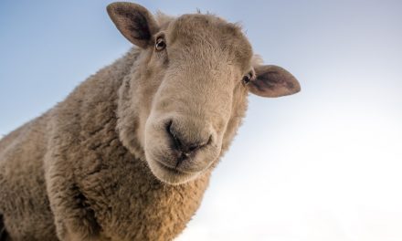 Fête de la Transhumance à Guillaumes